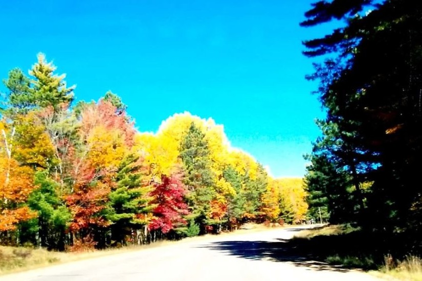 Beautiful autumnal trees along a road with a clear by sky